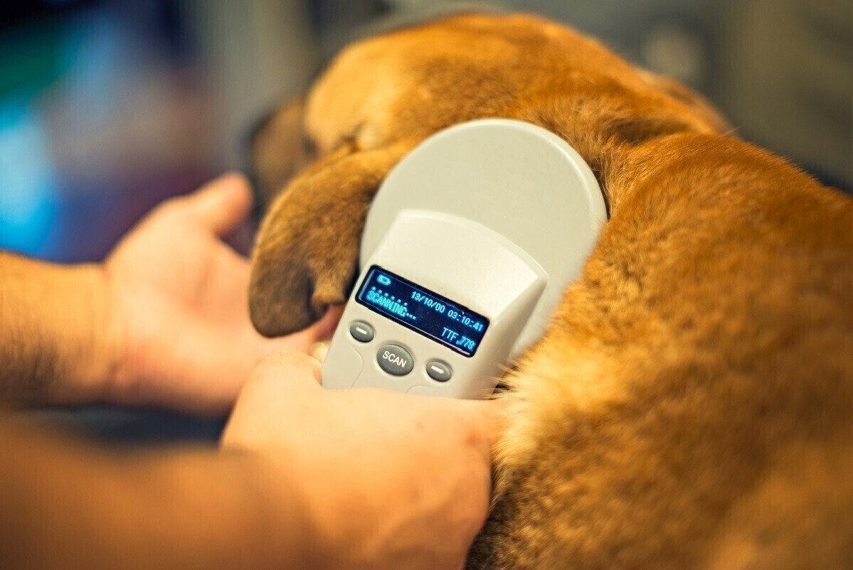 Darmowe czipowanie psów