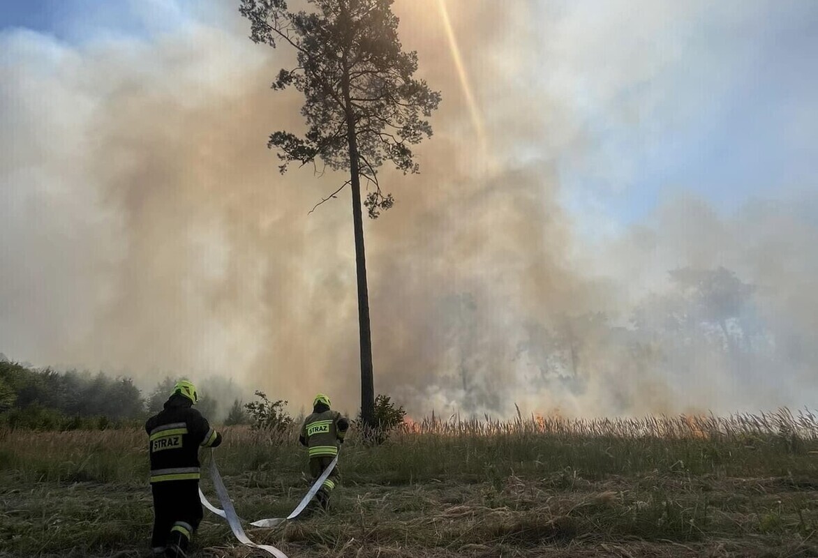 Duży pożar lasu w gminie Aleksandrów. W gaszeniu pomagał Dromader. W akcji udział wzięło 36 strażaków z naszego regionu