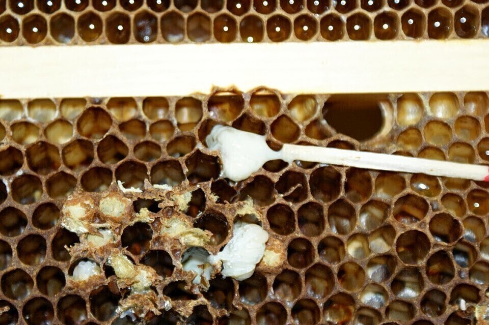 Zgnilec amerykański pszczół w gminie Sulejów