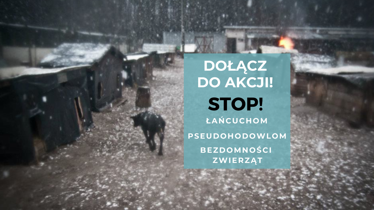 Nie chcą łańcuchów dla psów