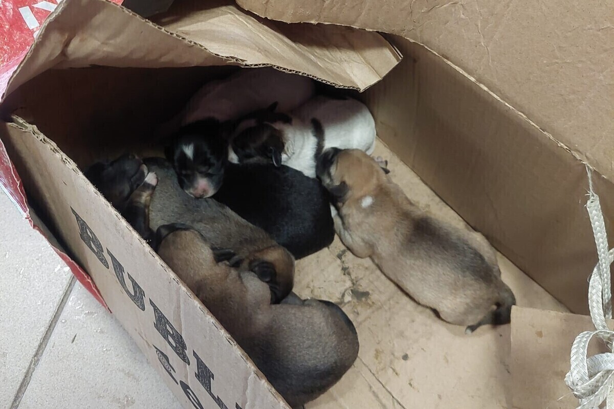 Siedmioro szczeniąt porzuconych w kartonie przy piotrkowskim schronisku