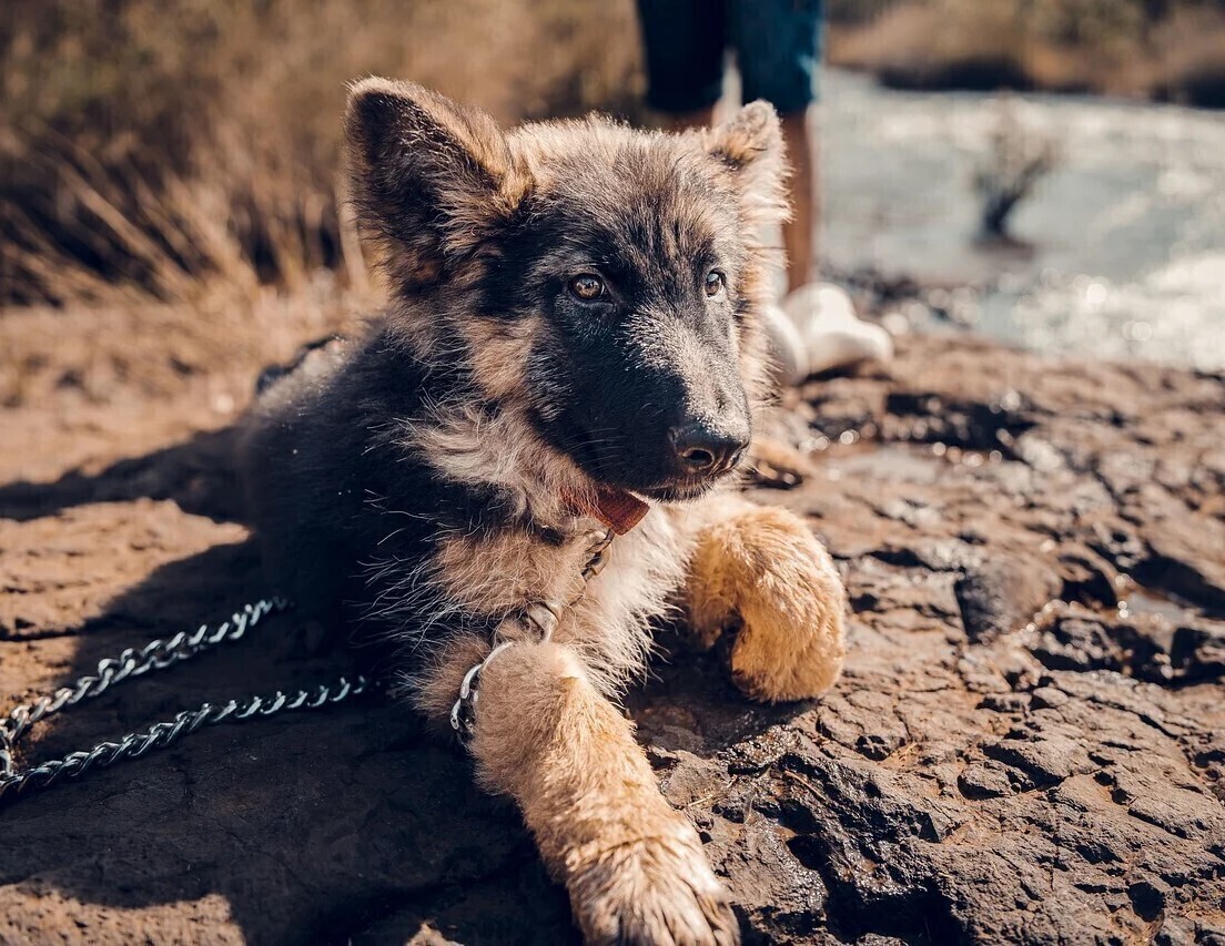 Zbierają podpisy aby pomóc zwierzętom
