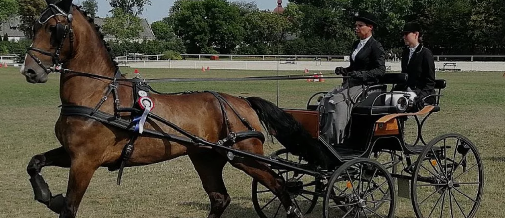 Mistrzostwa Polski młodych koni w powożeniu
