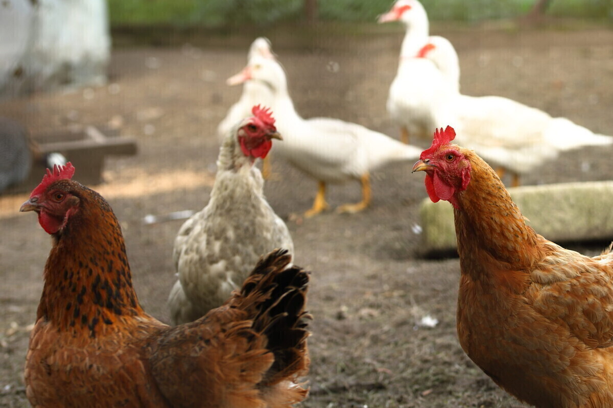 Pasza dla kur niosek - najważniejsze informacje na jej temat