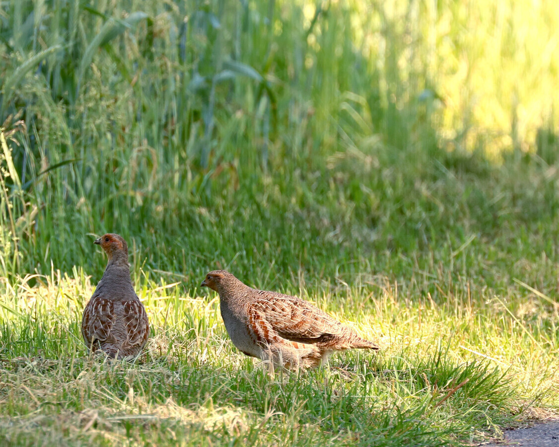 Kuropatwa szara gatunek który z dumą wraca na polskie pola