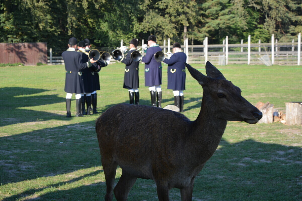 Las Wielu Kultur w Leśnej Osadzie Edukacyjnej w Kole