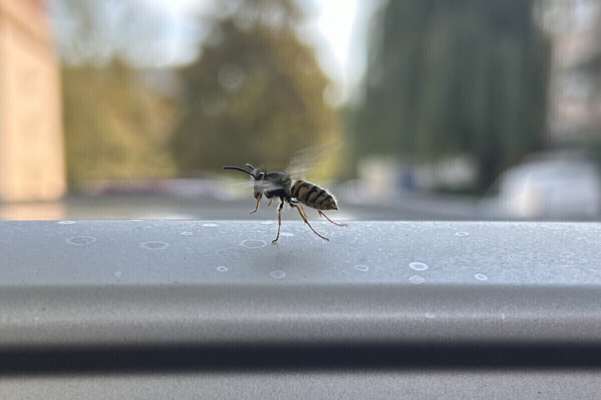 Osy atakują mieszkańców Piotrkowa