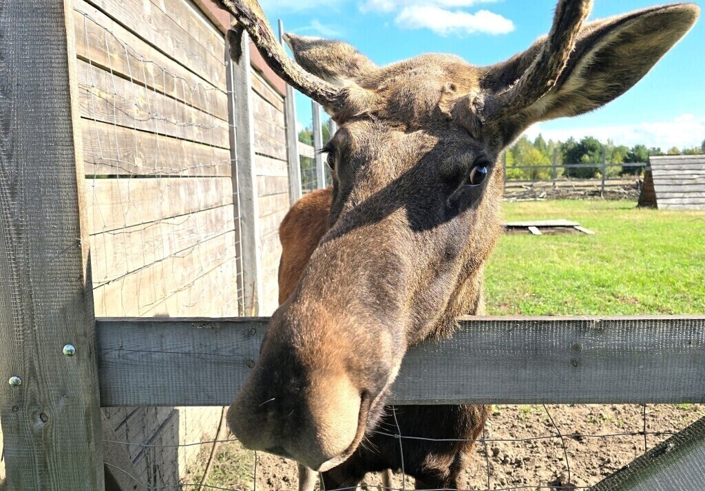 To nie Alaska to osada w Kole