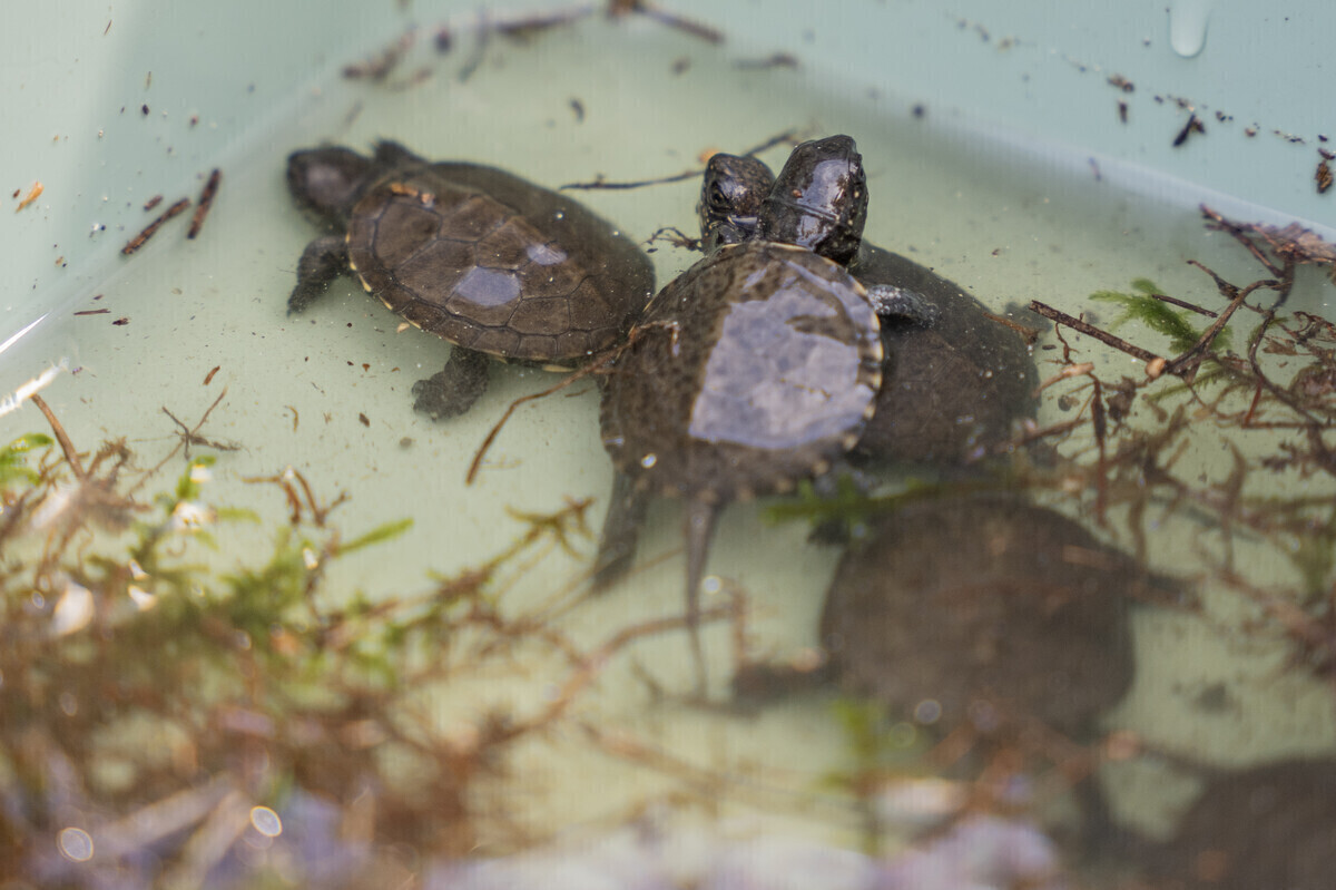 Żółwie błotne wrócą do województwa łódzkiego