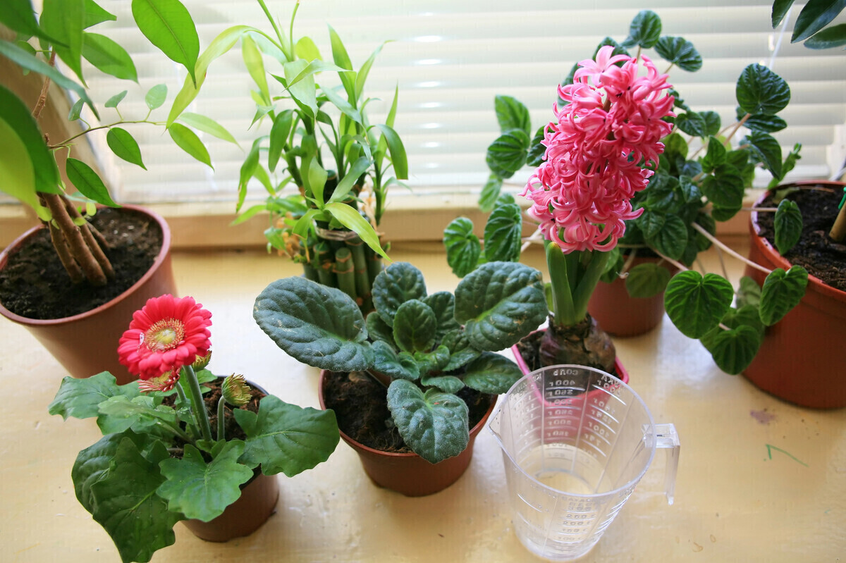 5 Niezbędnych Nawozów do Kwiatów Doniczkowych Szybki Efekt