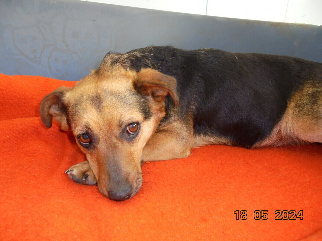 Schronisko dla bezdomnych zwierząt szuka domu dla Mirki