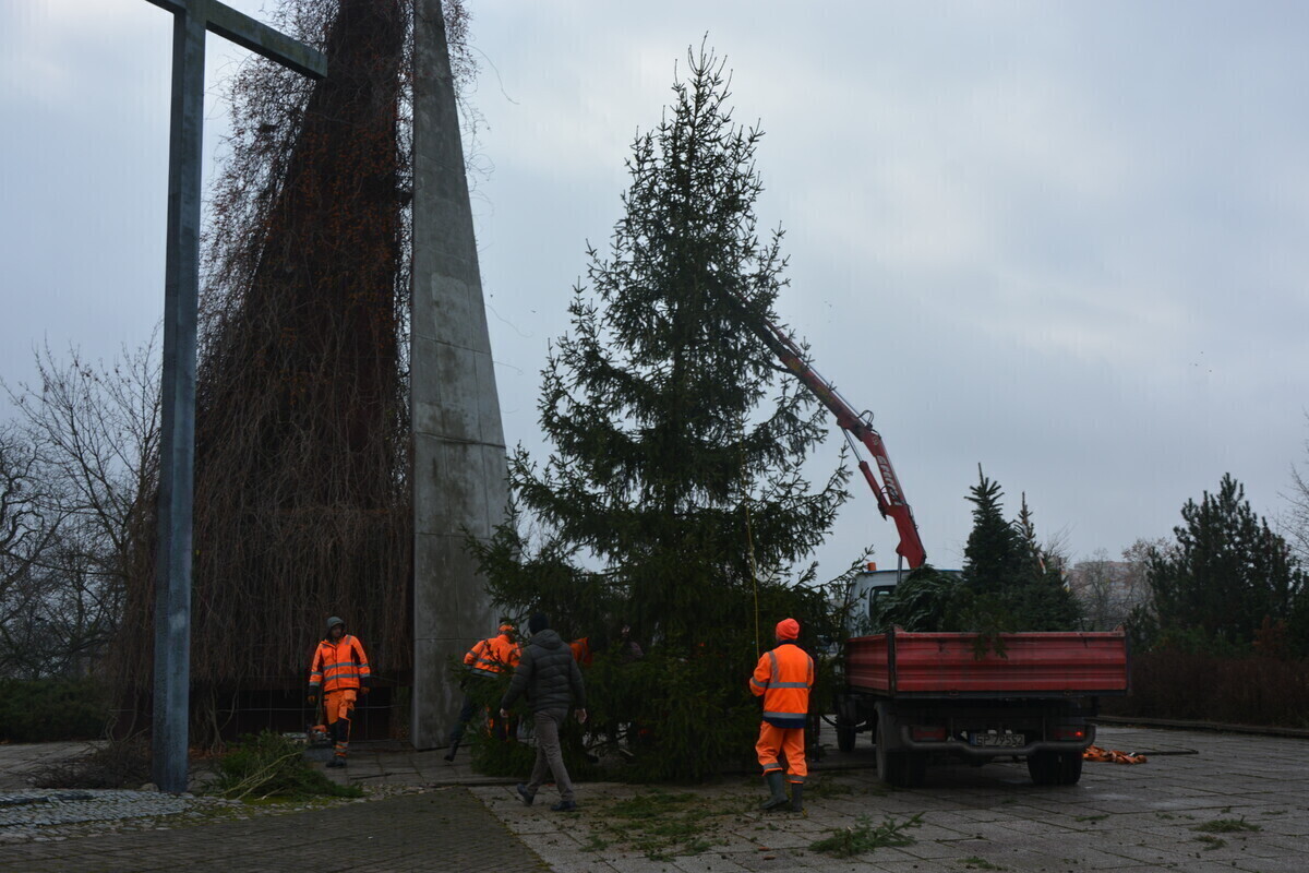 Żywe choinki udekorują miasto na święta