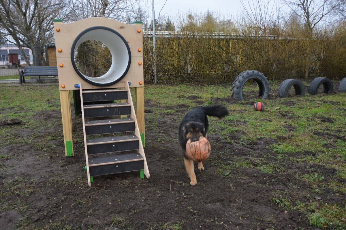 Nowy plac zabaw dla podopiecznych piotrkowskiego schroniska dla zwierząt