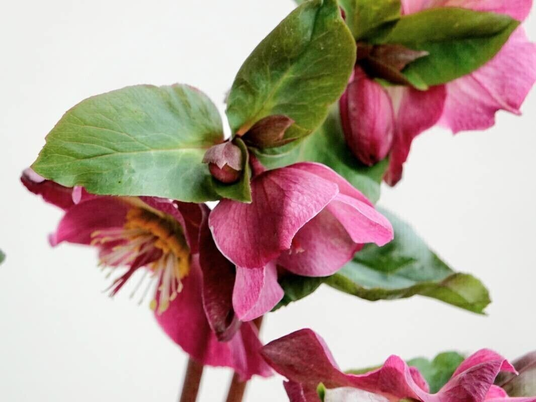 Byliny które ozdobią twój ogród nawet w grudniu