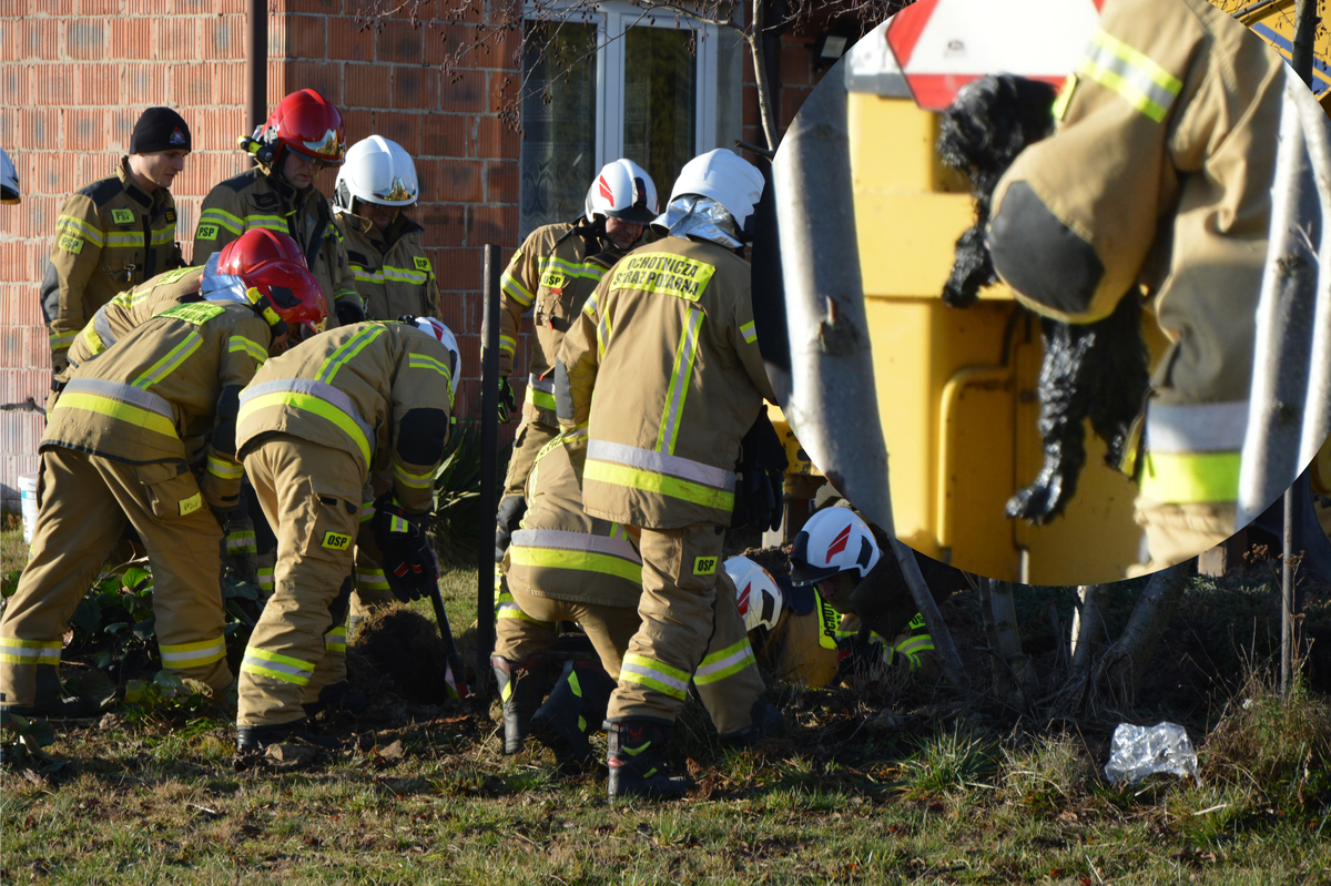 Pies wpadł do zbiornika z szambem w Majkowie Dużym. Półtorej godziny akcji ratunkowej