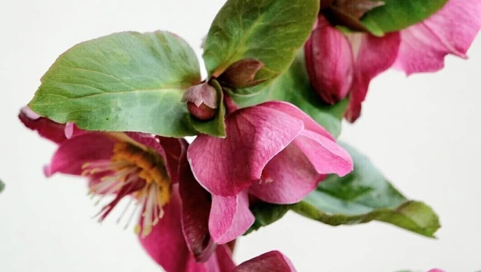 Byliny, które ozdobią twój ogród nawet w grudniu