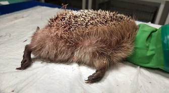 Zaopiekowali się rannym jeżem