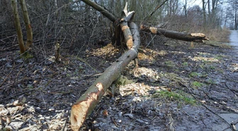 Bobry w natarciu?&nbsp;