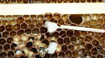 Zgnilec amerykański pszczół w gminie Sulejów