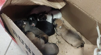 Siedmioro szczeniąt porzuconych w kartonie przy piotrkowskim schronisku