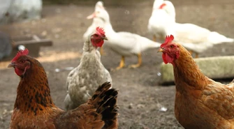 Pasza dla kur niosek - najważniejsze informacje na jej temat