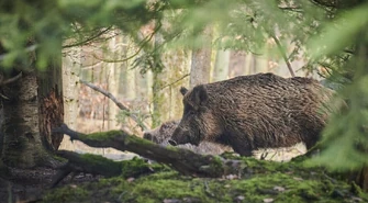 Dziki zagrażają mieszkańcom i powodują szkody