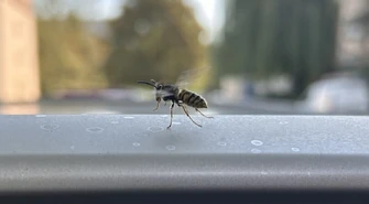 Osy atakują mieszkańców Piotrkowa