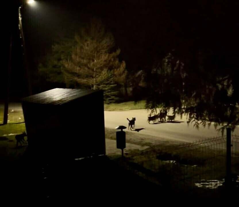 Wałęsające się psy w gminie Wolbórz problem mieszkańców i wyzwanie dla samorządu