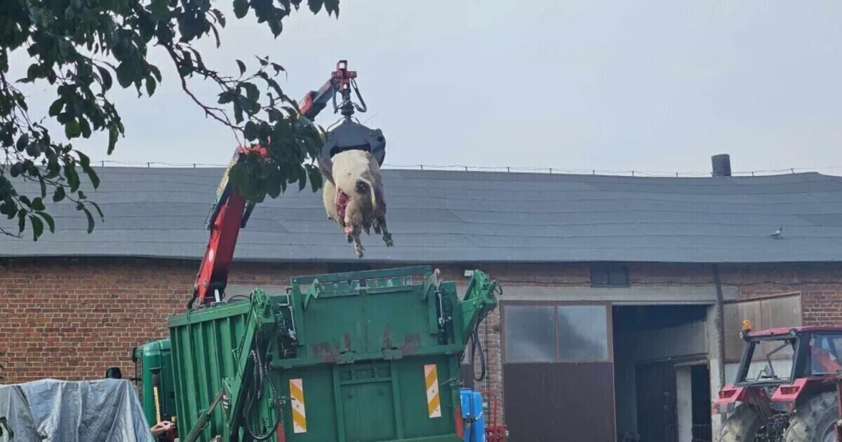 Wyrok dla mężczyzny który zagłodził świnie w gminie Czarnocin