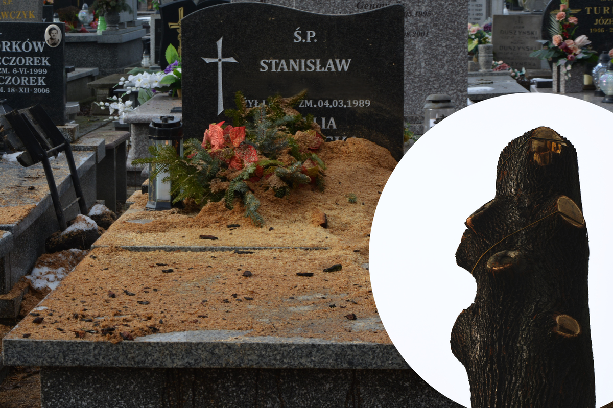 Znika niebezpieczne drzewo z piotrkowskiego cmentarza bałagan pozostaje