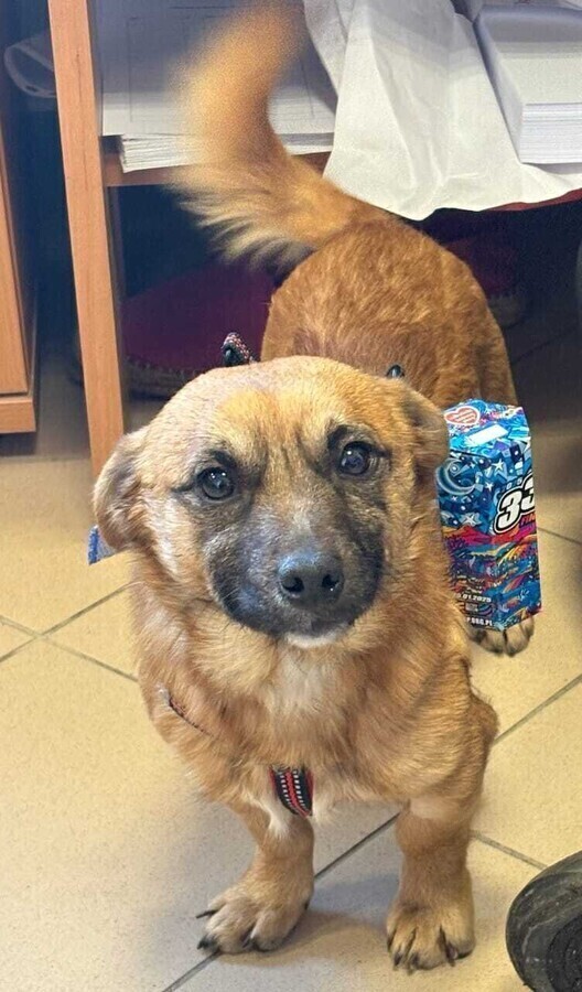 Jak Piotrkowskie Schronisko dla bezdomnych zwierząt włączy się w WOŚP