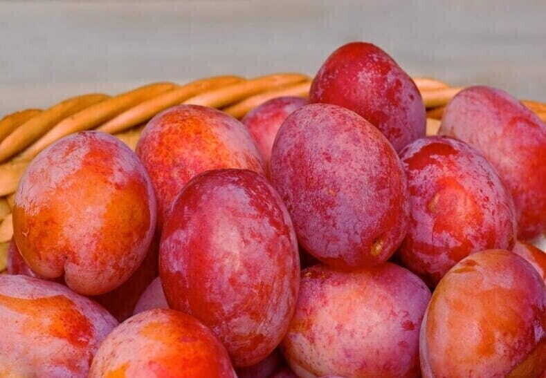 Śliwy w Twoim Ogrodzie tajemnice sadzenia