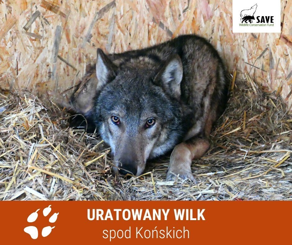 Wilk uratowany z lasów koło Końskich jest już na wolności