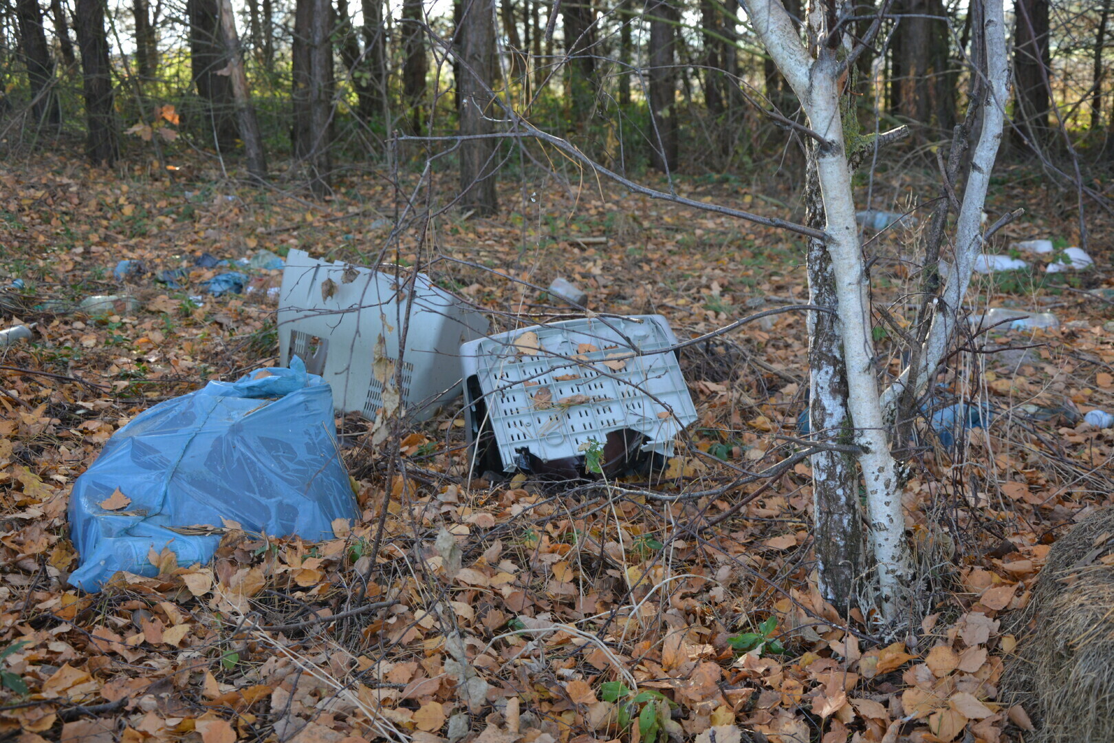 Wielkie sprzątanie Lasu Belzackiego