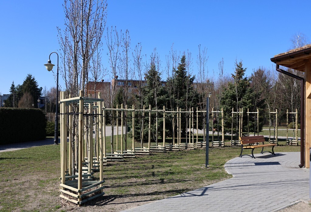 Dorodne wiązy holenderskie stanęły przy tężni solankowej w Piotrkowie