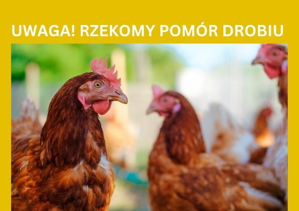 Uwaga rzekomy pomór drobiu