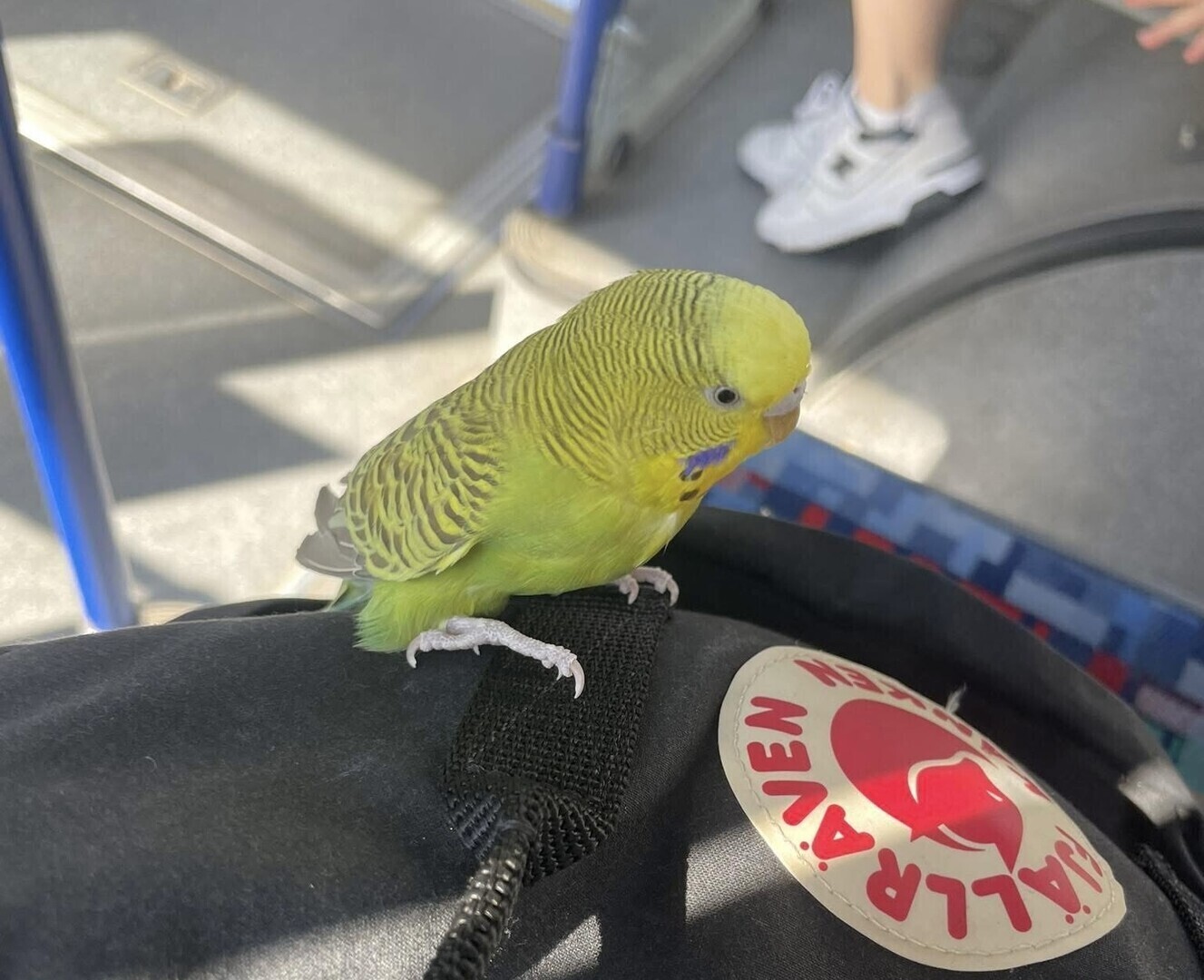 Skrzydlaty pasażer na gapę w MZK. Szukamy właściciela zielonej papugi