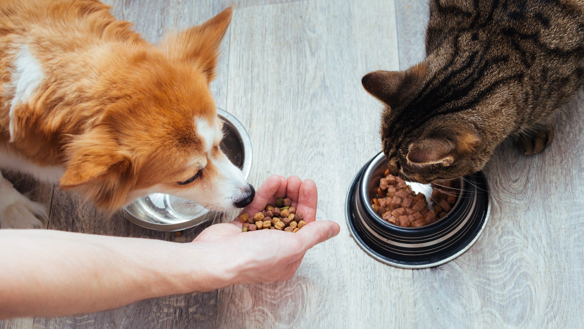 Czy wiek i rasa ma wpływ na wybór karmy dla psa i kota