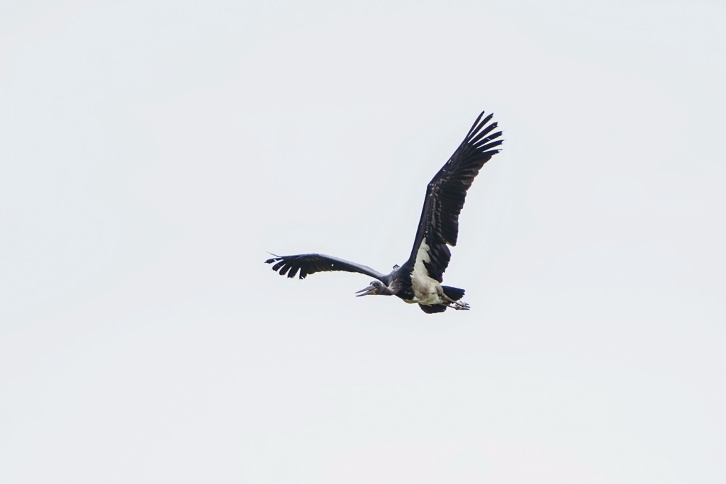 Uratowany przez leśników z Koła czarny bocian znów na wolności