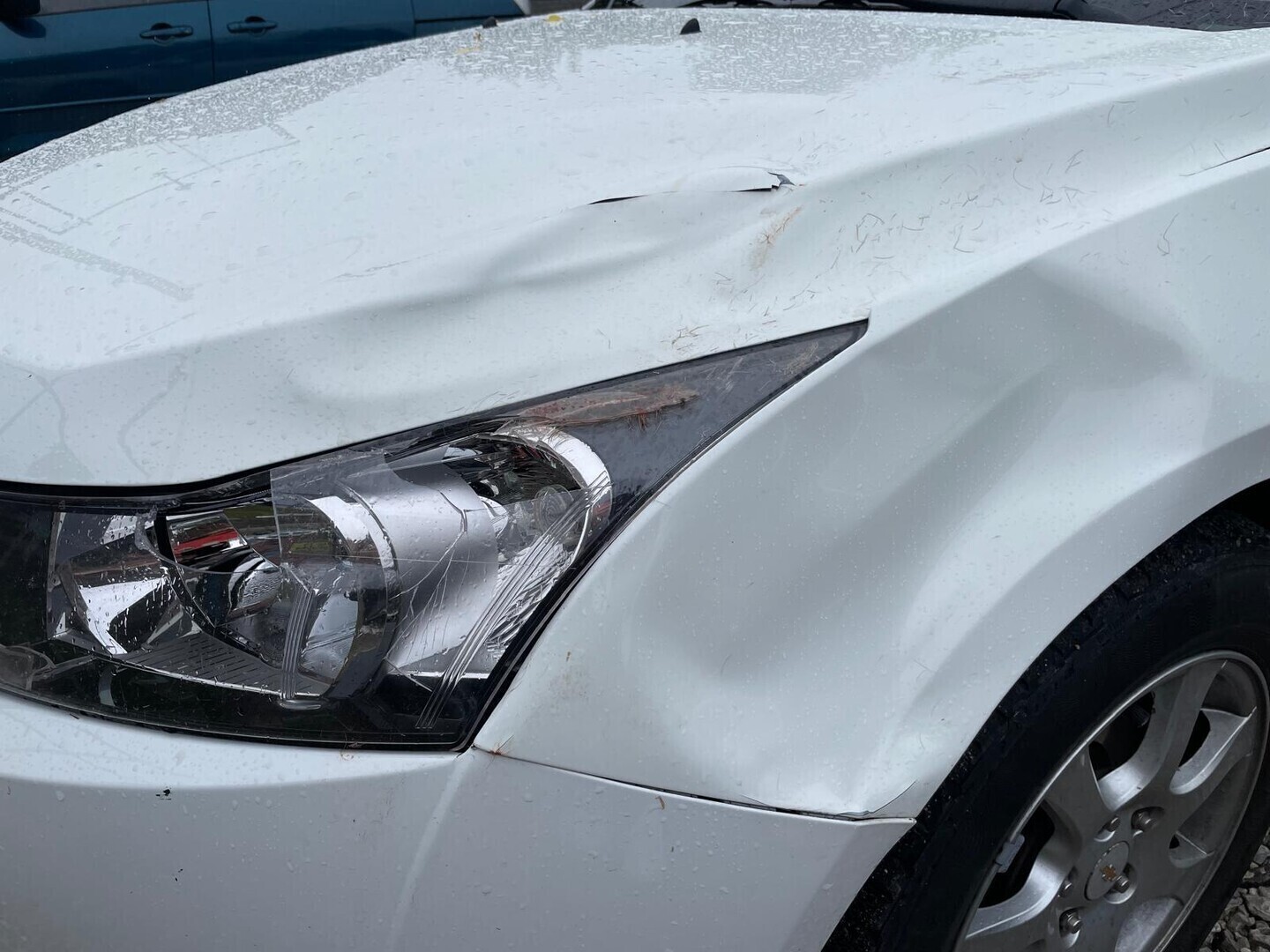 Potrącenie sarny przez samochód osobowy na ul. Sulejowskiej w Piotrkowie