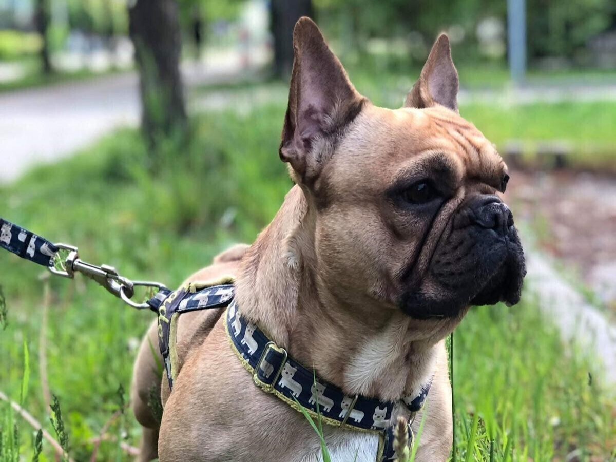 W Sulejowie rusza akcja bezpłatnego czipowania psa i kota