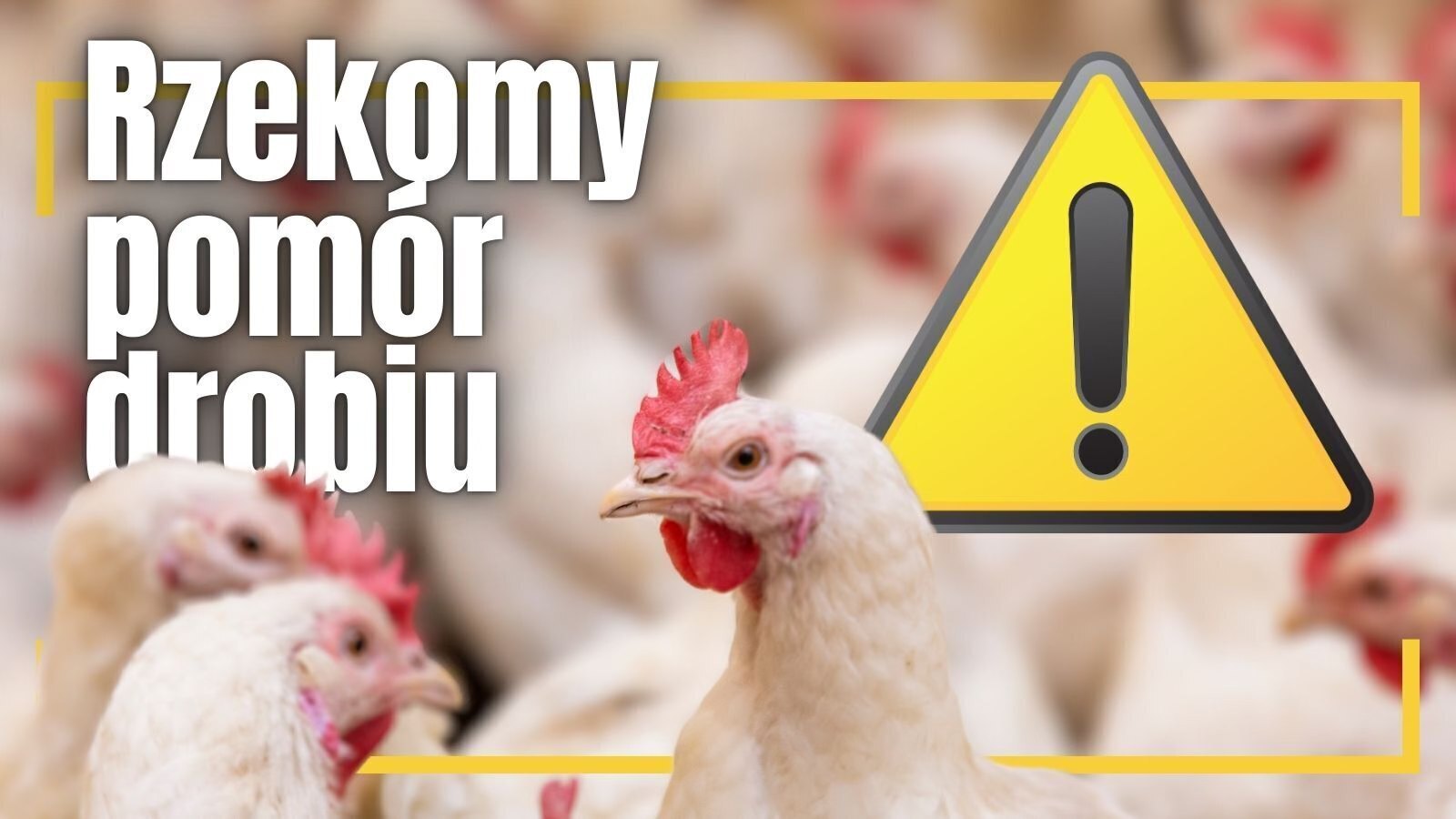 Rzekomy pomór drobiu - Wojewoda Łódzki wydał nowe rozporządzenie