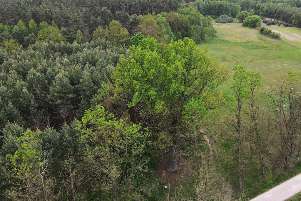 Mocny reprezentant regionu w konkursie na drzewo roku. To dąb MIKOŁAJ