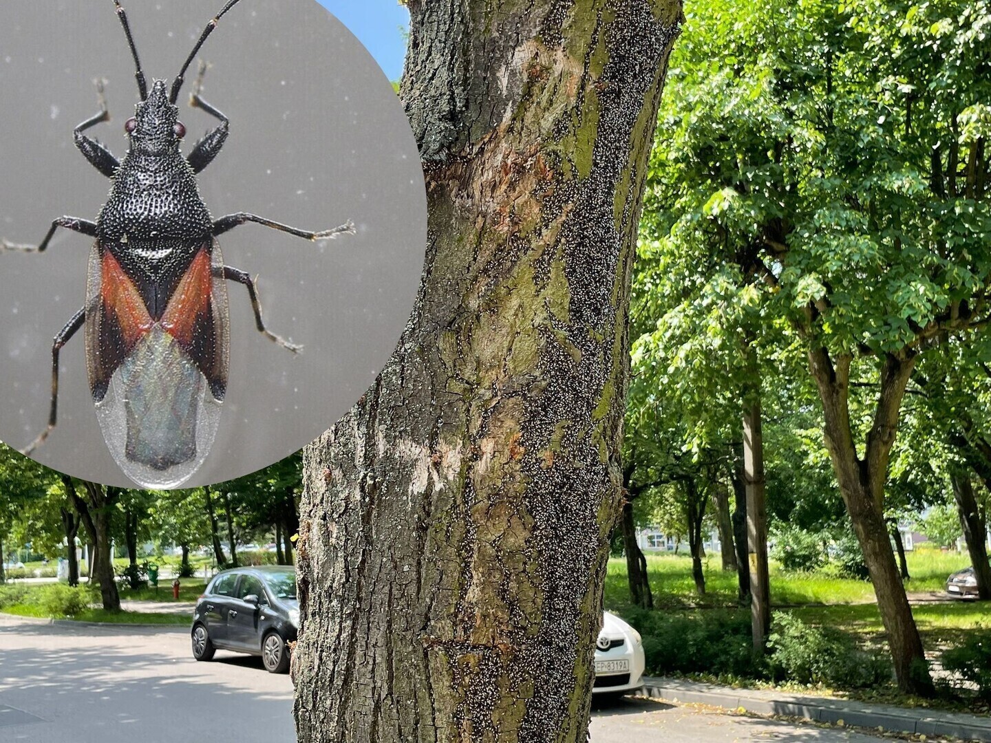 Skupieniec lipowy atakuje piotrkowskie drzewa