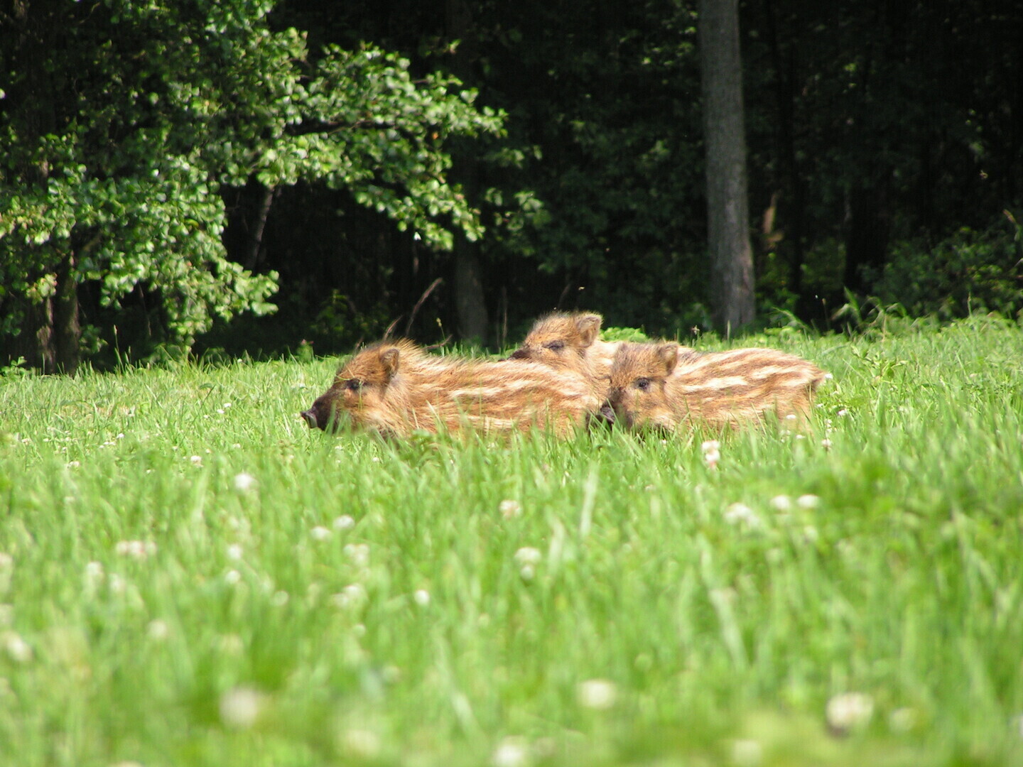 Nie ratuj nie dokarmiaj nie zabieraj Myśliwi Ostrzegają trwa leśny baby boom