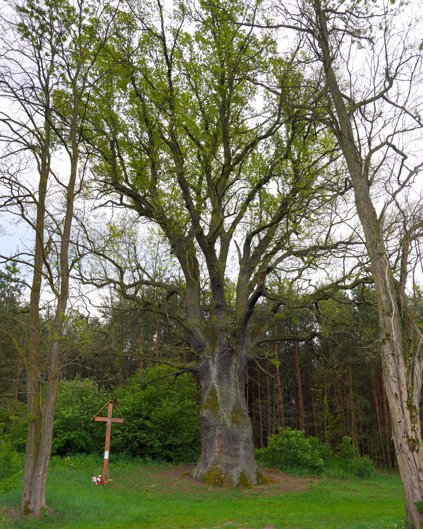 Głosujmy na nasze drzewo. Zostało tylko kilka dni