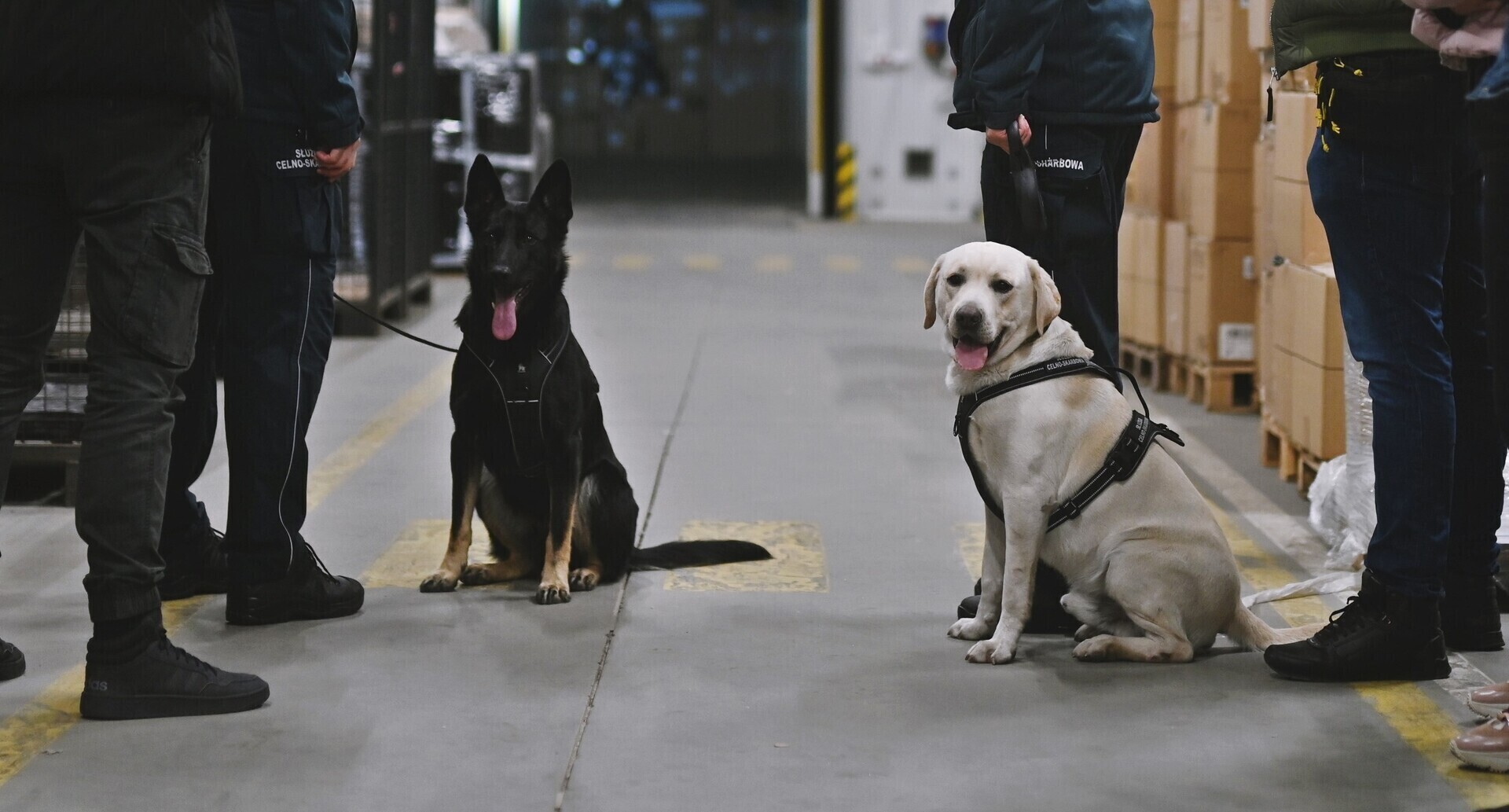 Ares i Prada znów na tropie - psy służbowe KAS znalazły gotówkę w przesyłkach kurierskich