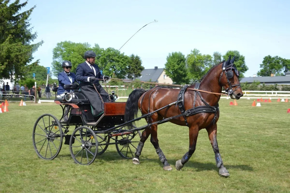 Mistrzostwa Polski w Powożeniu 2025 Bogusławice w centrum uwagi