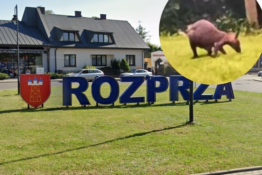 Nowe fakty w sprawie kangura w Rozprzy. Zwierzę wciąż na wolności gmina publikuje oświadczenie
