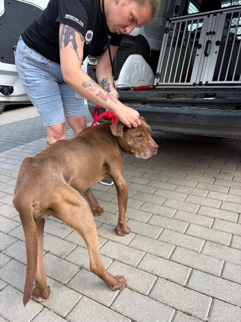 Dramatyczna interwencja TOZ w centrum Piotrkowa. Pies zagłodzony i pozostawiony w tragicznych warunkach sprawa trafiła do prokuratury